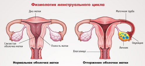 2. Что такое менструальный цикл и менструация
