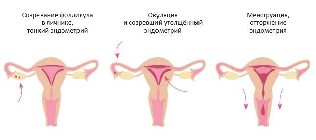 Что такое менструация